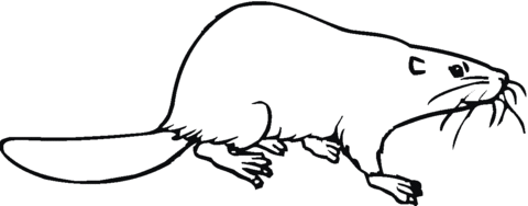 Canadian (North American) Beaver Coloring Page